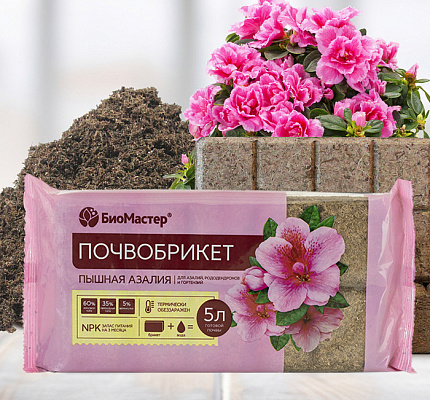 Пышная азалия